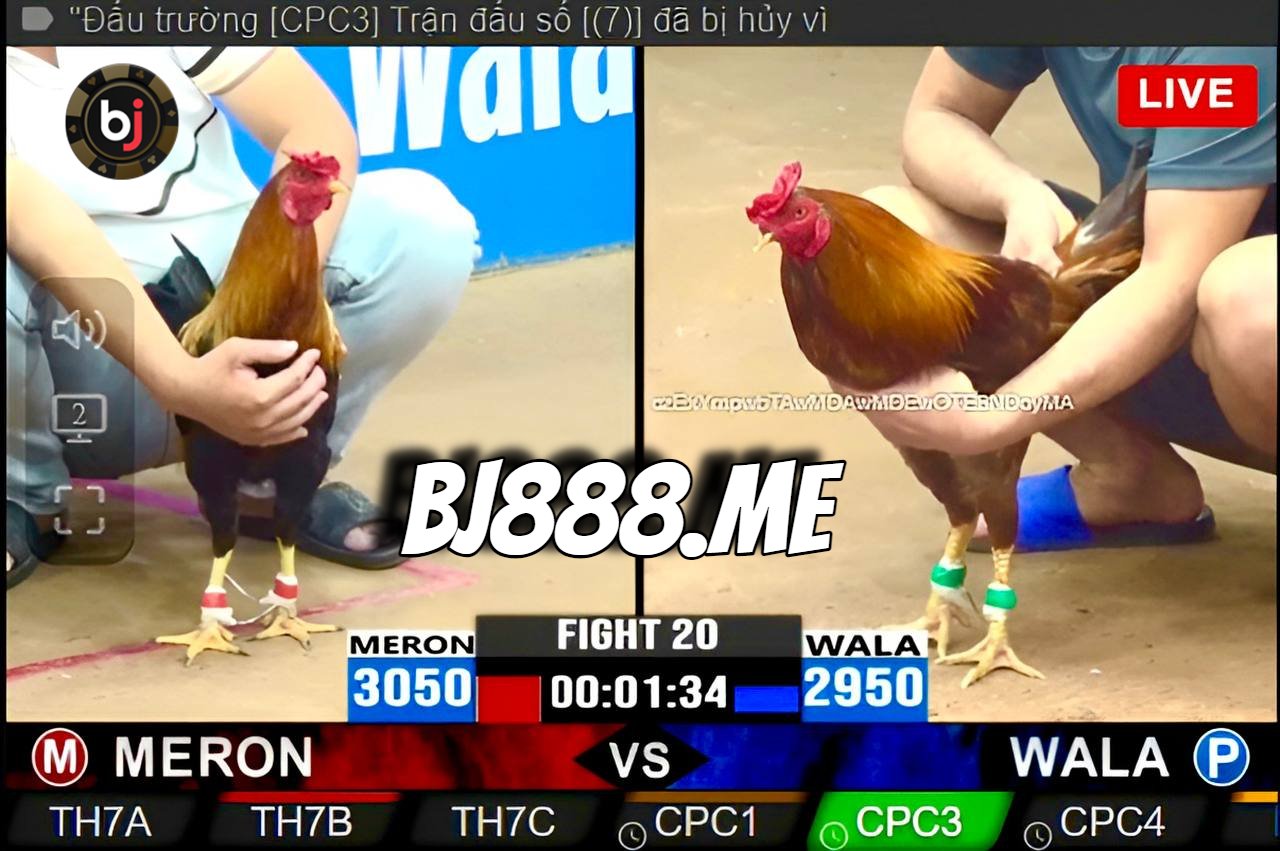 đá gà trực tiếp cpc3 