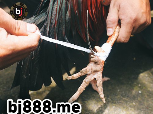 đá gà thomo bj88