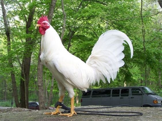 đá gà thomo 