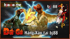 đá gà hàng xáo
