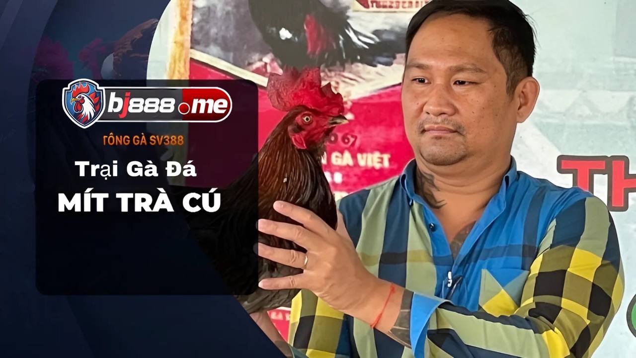 Trại Gà đá Mít Trà Cú 