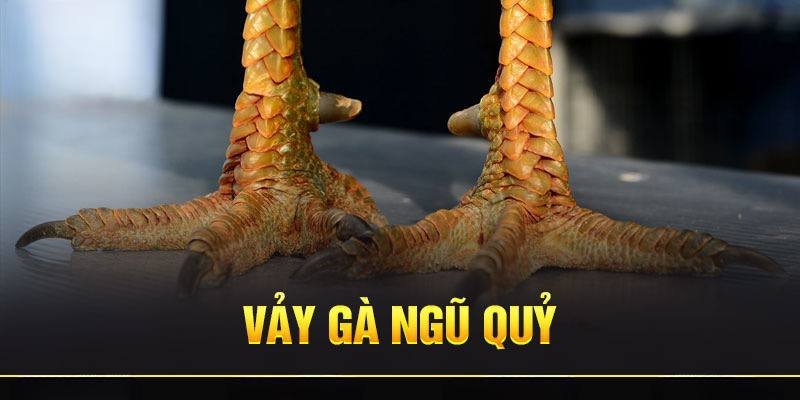 VẢY GÀ QUÝ LÀ GÌ , CÁC LOẠI VẢY NỔI BẬT TRONG THẾ GIỚI ĐÁ GÀ 1 vảy gà