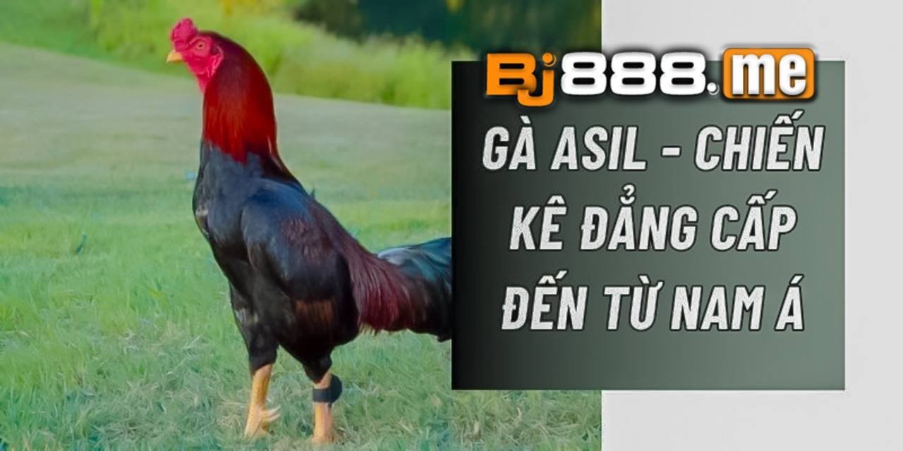 Gà Asil Bí Mật Của Giống Gà Đá Được Ưa Chuộng Nhất Hiện Nay 1 gà asil
