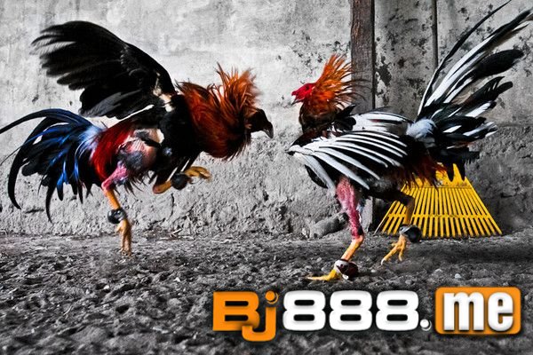 KHÁM PHÁ TƯỚNG GÀ ĐÁ -Bí Mật Đằng Sau Thú Chơi Gà Chọi 1 ĐÁ GÀ BJ88