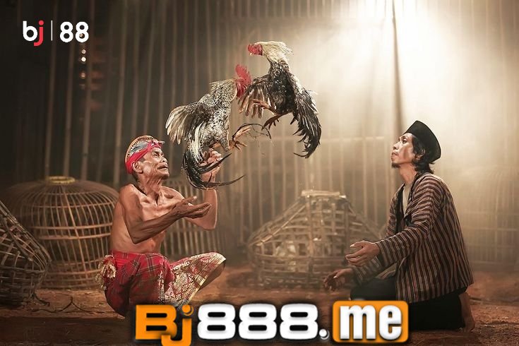 KHÁM PHÁ TƯỚNG GÀ ĐÁ -Bí Mật Đằng Sau Thú Chơi Gà Chọi 2 bj88 đá gà