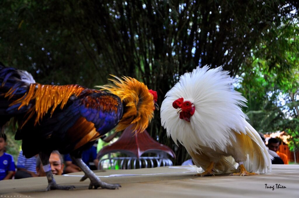 Hướng dẫn chi tiết cách nuôi gà chọi mạnh mẽ và dẻo dai 1 đá gà bj88
