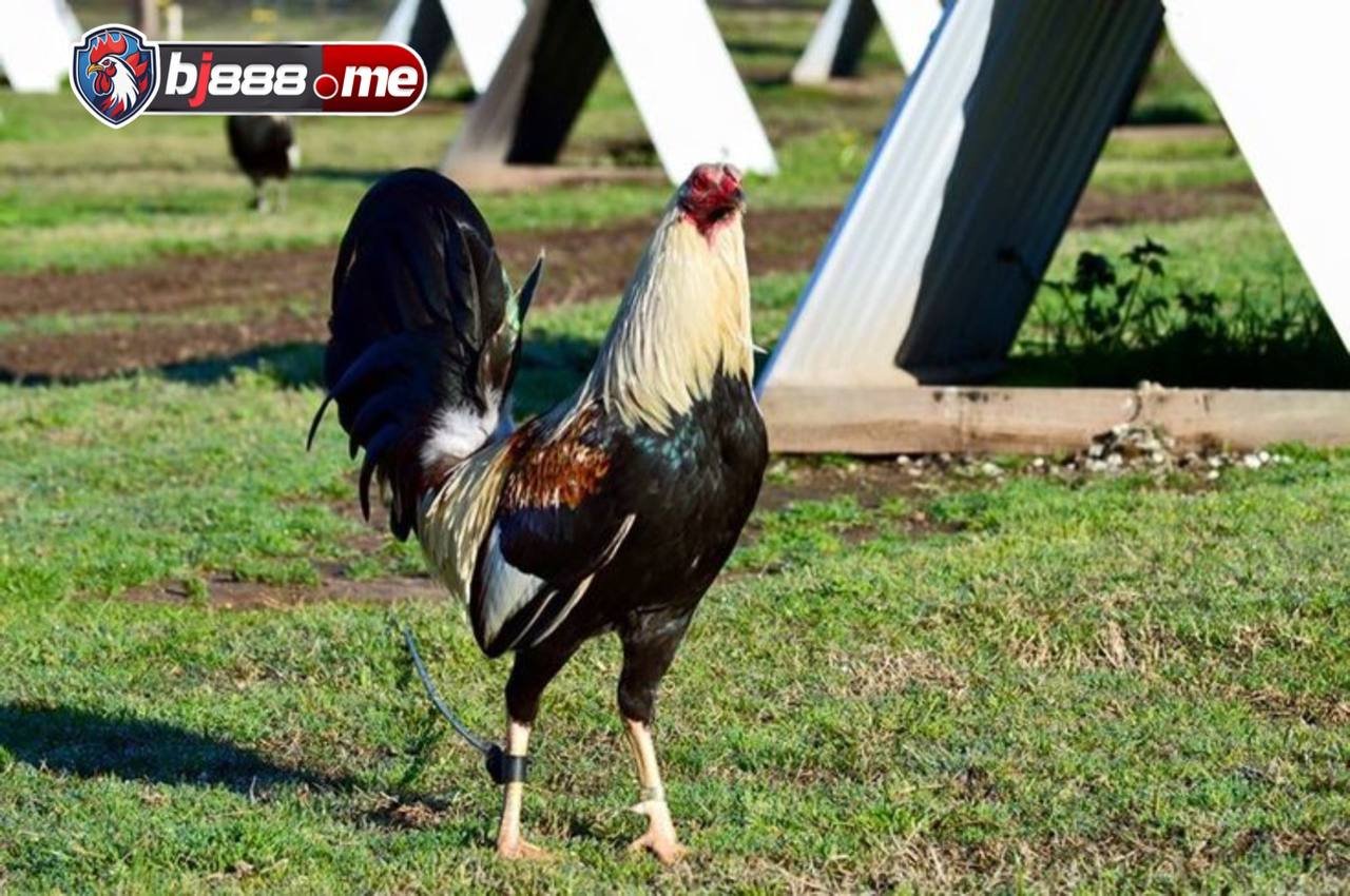 Khám phá Về Gà Chuối Lửa và Màu Sắc Đặc Trưng của Chúng 1 đá gà bj88
