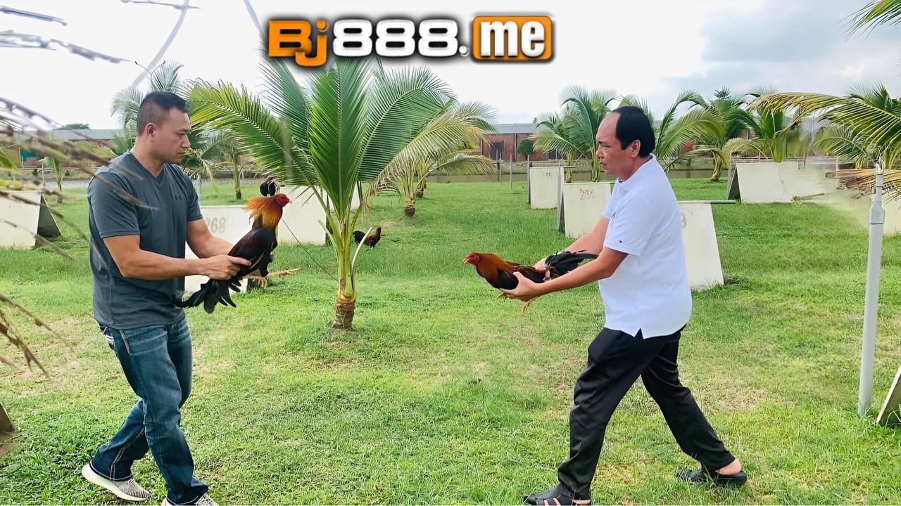 Hiển Long Xuyên Tiểu Sử Và Trại Gà Nổi Tiếng Của Ông 1 hiển long xuyên