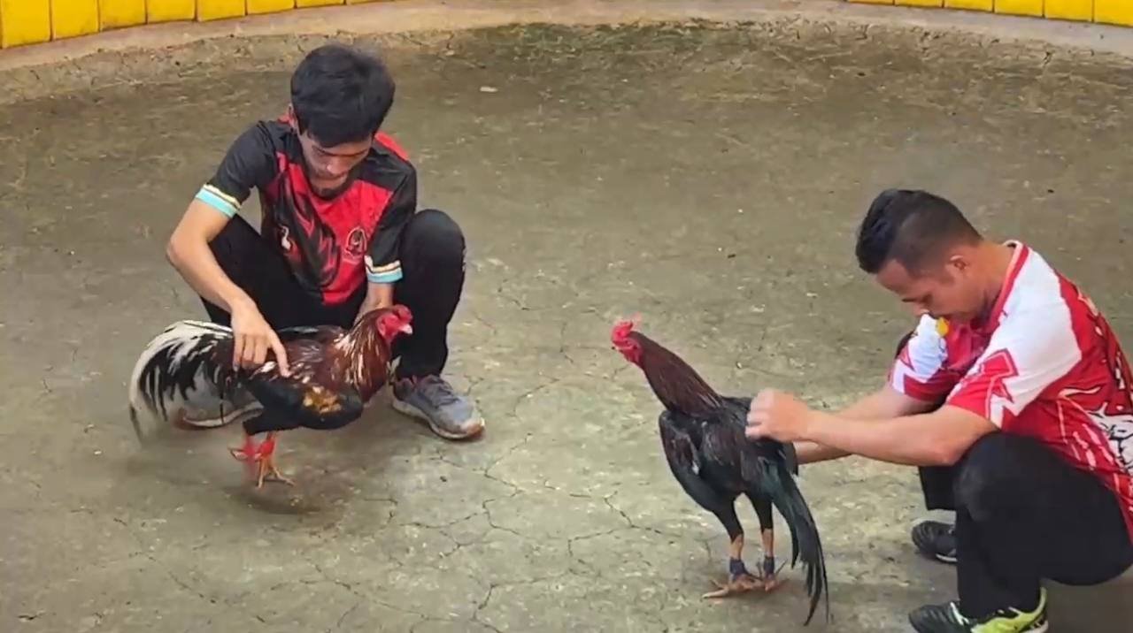 Hướng Dẫn Cá Cược Đá Gà Trực Tuyến Tại BJ88 - Nơi Đáng Tin Cậy Số 1 Tại Việt Nam 3 đá gà cựa dao