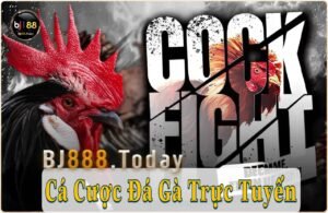 hướng dẫn cá cược đá gà trực tuyến