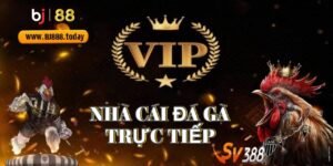 Đá gà Sv388 | Bj88