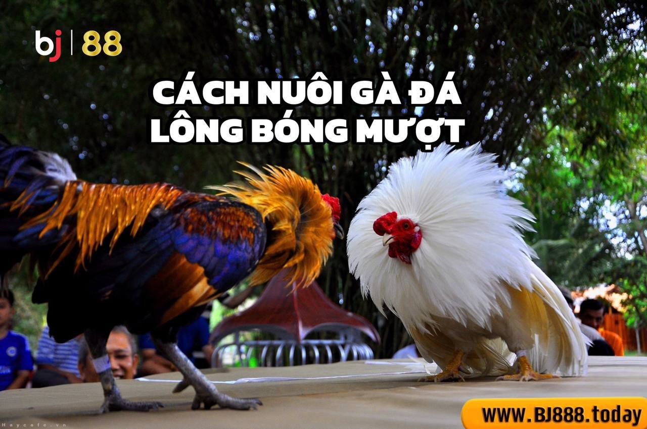 cách nuôi gà đá lông bóng mượt