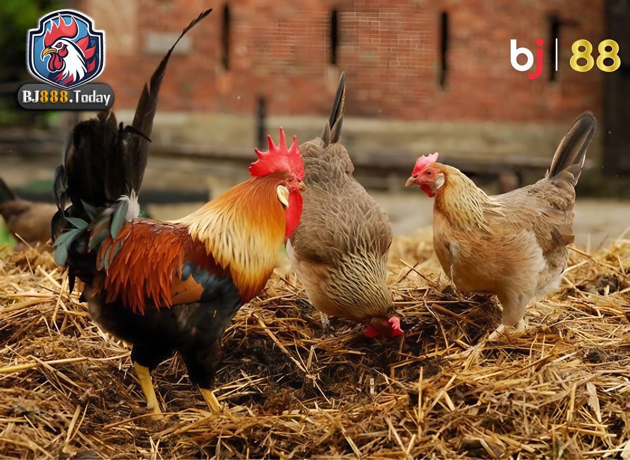 Cách Phối Giống Gà Đá Để Tạo Ra Chiến Binh Bất Bại 2 Phương pháp phối giống hiệu quả