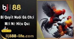 Bí quyết nuôi gà chọi mới nở