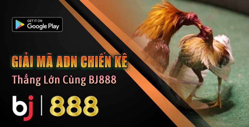 Giải mã chiến kê - Nền Tảng Của Mọi Kèo Cược