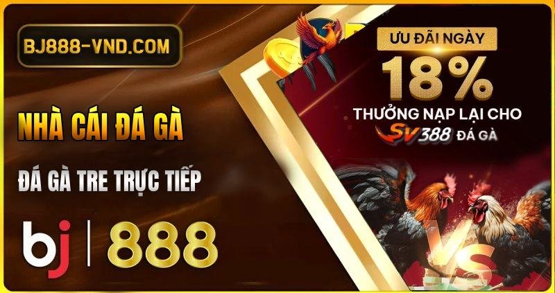 Đá gà tre trực tiếp, đá gà thomo BJ88, BJ888-vnd