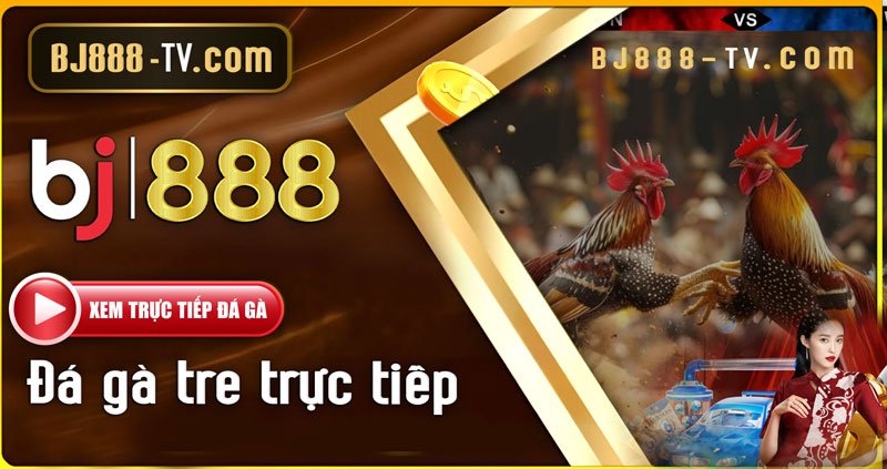 Đá gà tre trực tiếp tại BJ888
