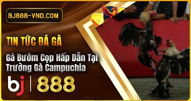Gà Bướm Cọp Hấp Dẫn Tại Trường Gà Campuchia