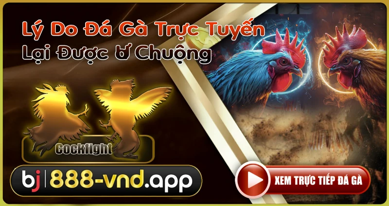 Đá Gà Trực Tuyến Lại Được Ưa Chuộng