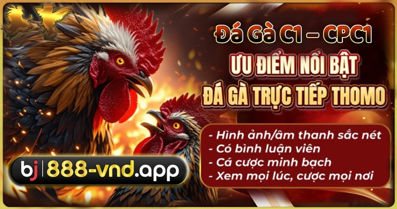 Đá Gà C4 - CPC4 Trực Tiếp Hôm Nay Tại BJ888 Uy Tín Số 1 2 Đá gà CPC1 - Trường gà thomo trực tiếp tại BJ888