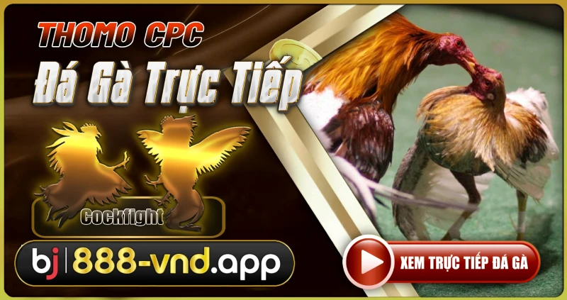 Đá gà trực tiếp thomo hôm nay