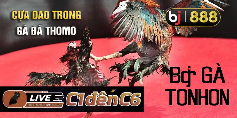 Bồ gà Tonhon 1 Bo-ga-Tonhon